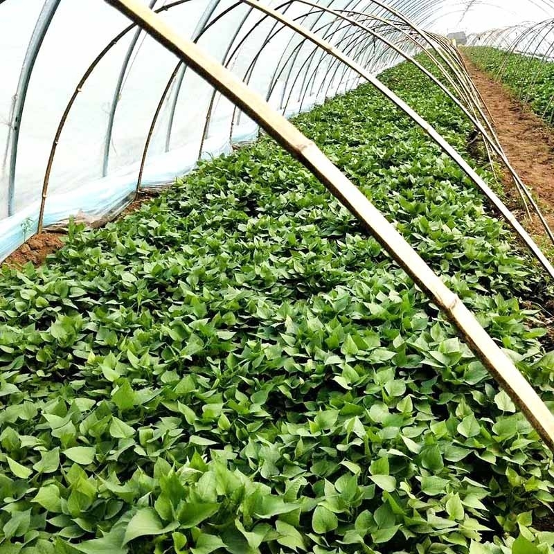 地瓜苗育苗的時(shí)間跟地點(diǎn)您了解嗎？